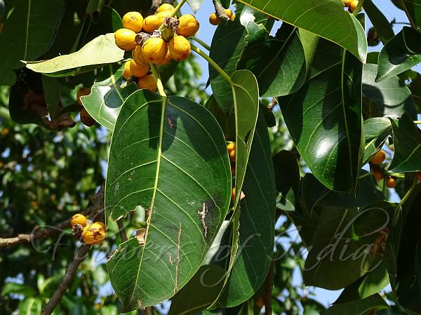 Ficus Altissima Lofty Fig